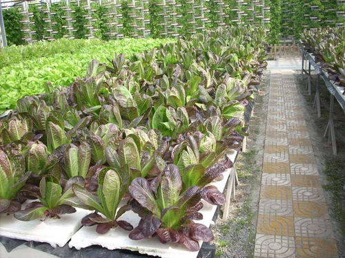 氣霧栽培 海歸廠二代引領農業革新，工廠種蔬菜一畝頂八畝