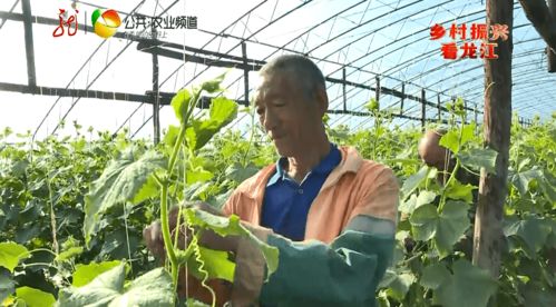 互聯網+本土新鮮蔬菜 送貨上門開啟零售新篇章，助力增收致富